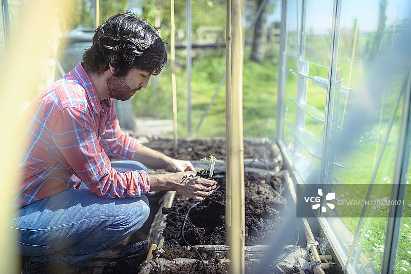 园丁在有机菜园的温室里种植番茄苗图片素材