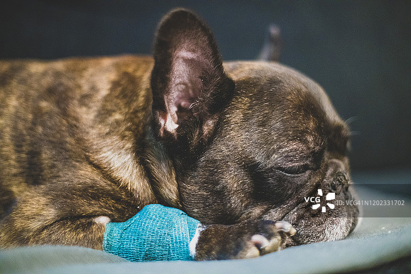 睡在沙发上的生病法国斗牛犬图片素材