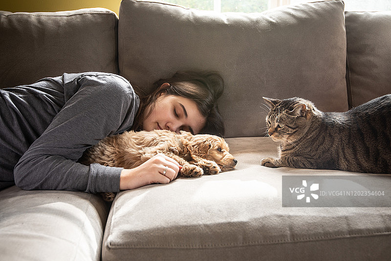 猫咪查看与主人一起睡觉的迷你金毛幼犬图片素材