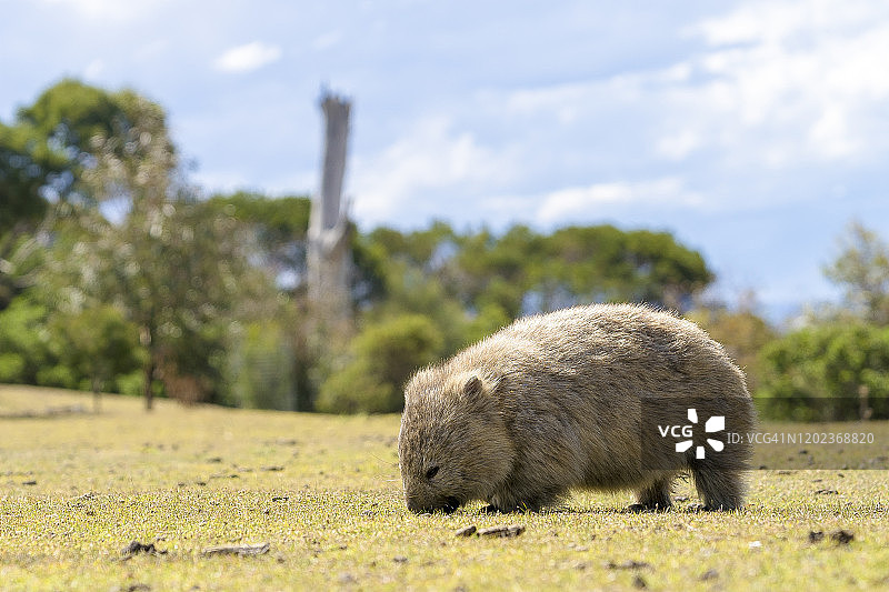 玛丽亚岛上的袋熊图片素材
