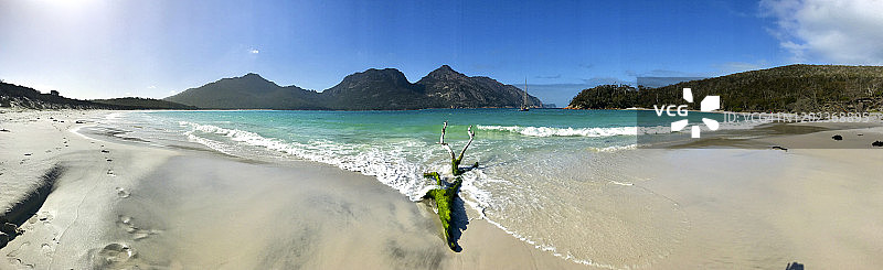 树干 | 酒杯湾图片素材