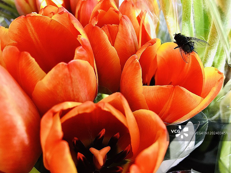 郁金香上的苍蝇图片素材