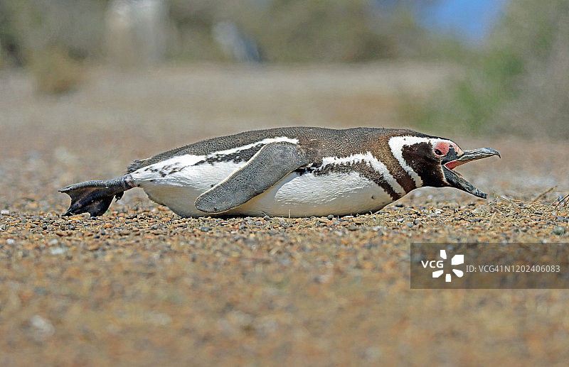 麦哲伦企鹅（Spheniscus magellanicus）趴在地上，在阿根廷瓦尔德斯半岛的自然栖息地中张开双腿和嘴巴图片素材