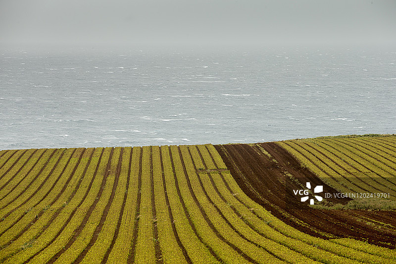 塔斯马尼亚的耕地图片素材