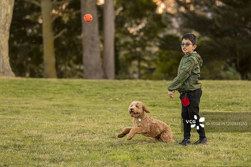 男孩在公园训练金毛寻回犬图片素材