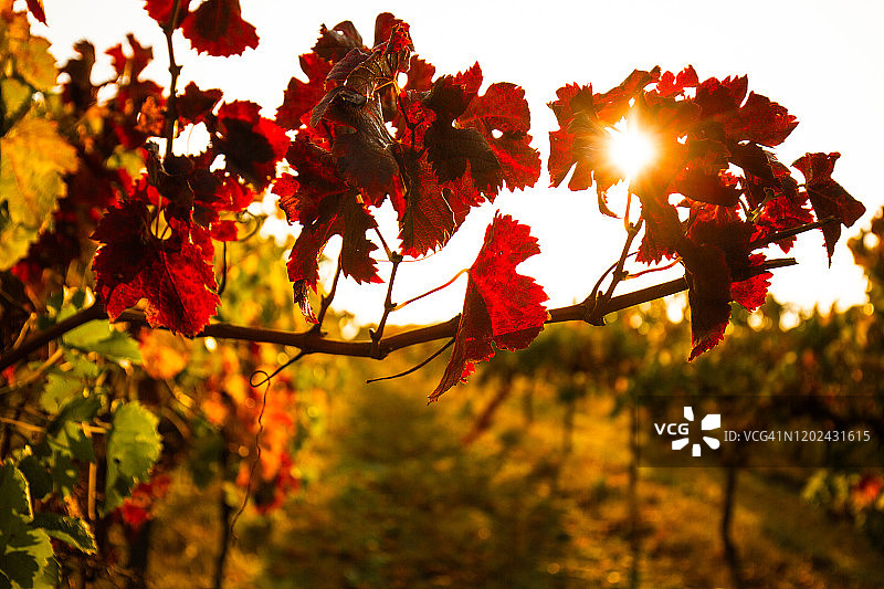 酒庄的日落图片素材