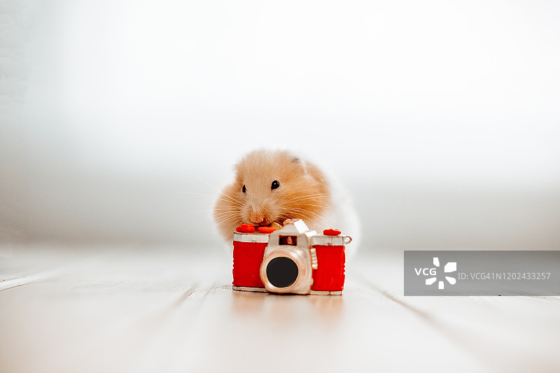 正在拍照的仓鼠图片素材