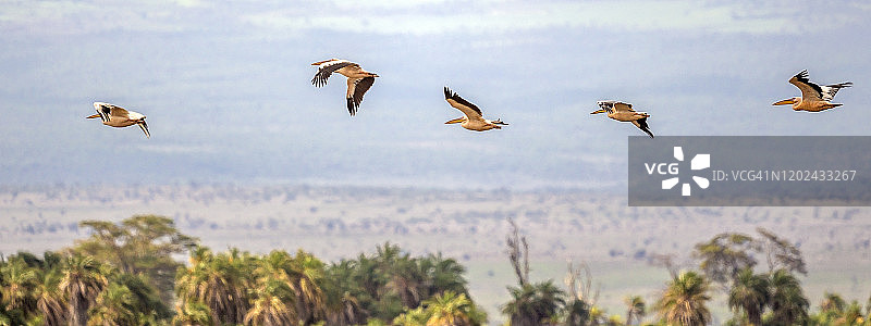 飞行中的白色鹈鹕图片素材