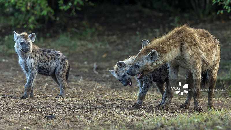 马赛马拉的斑鬣狗图片素材