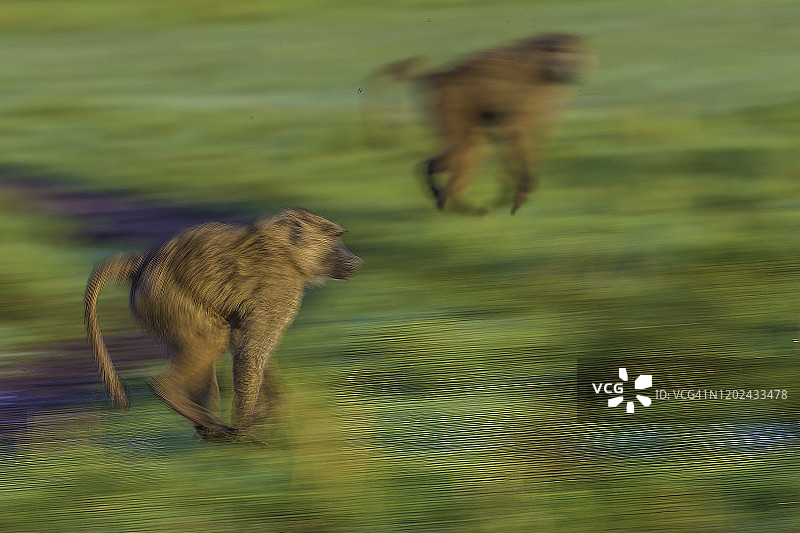 马赛马拉奔跑的非洲狒狒图片素材