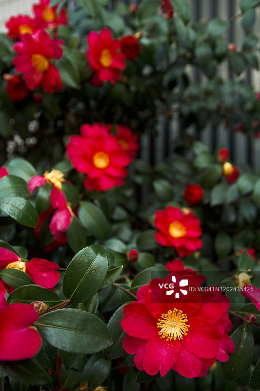 红色山茶花图片素材