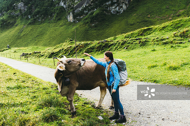 女徒步者在瑞士山区抚摸奶牛图片素材