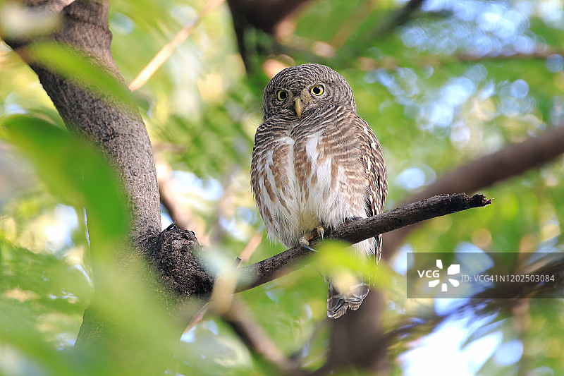 泰国美丽的鸟类：花斑小鸮栖息在树上图片素材