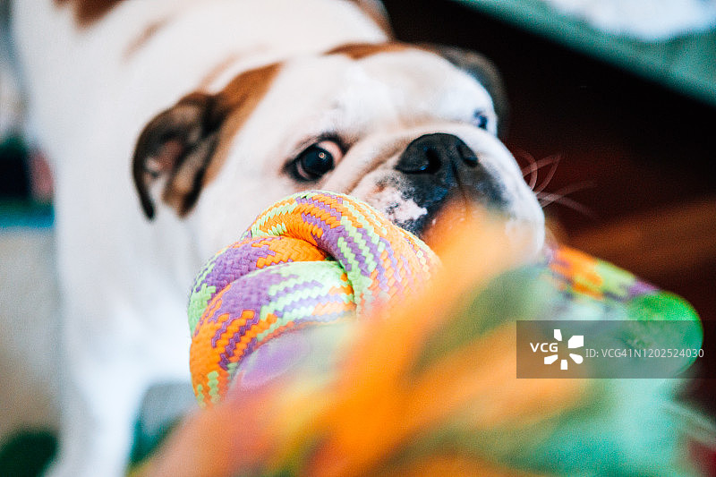 和我的狗一起玩球图片素材