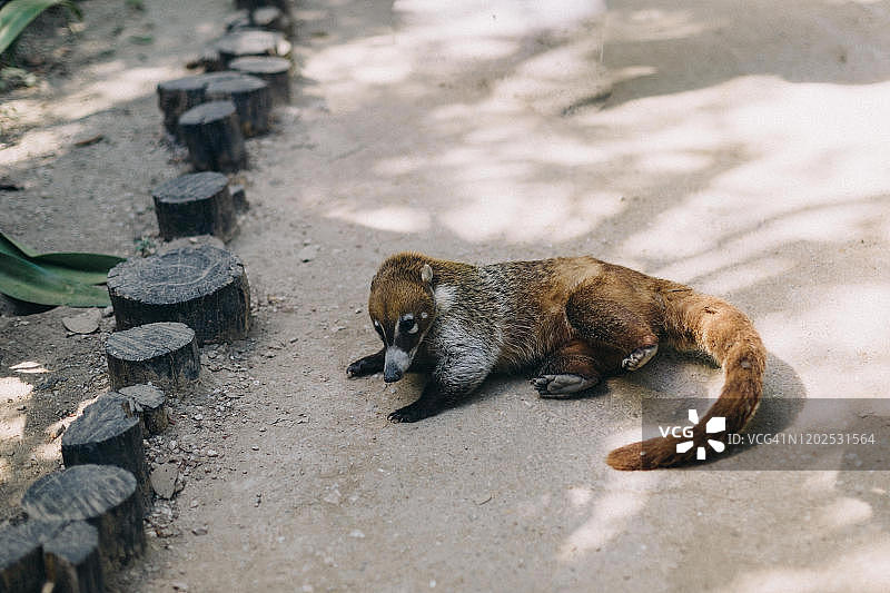 在墨西哥玛雅里维埃拉图卢姆玛雅遗址的人行道上休息的浣熊图片素材