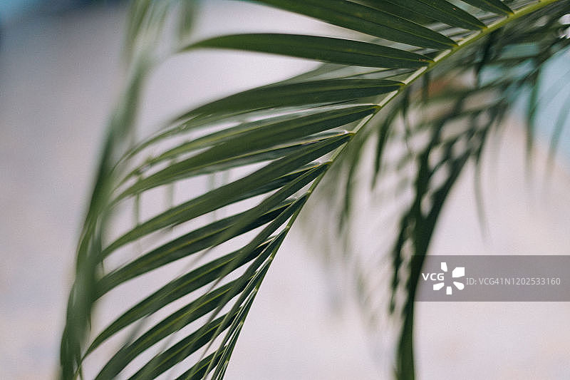 盆栽棕榈树上悬挂的棕榈叶图片素材