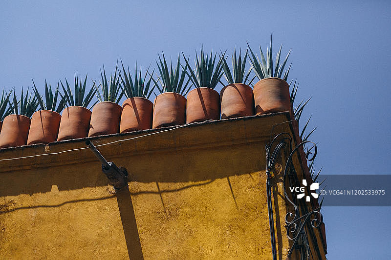 墨西哥圣米格尔德阿连德屋顶花园中的盆栽龙舌兰图片素材