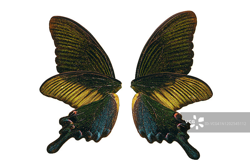 蝴蝶翅膀图片素材