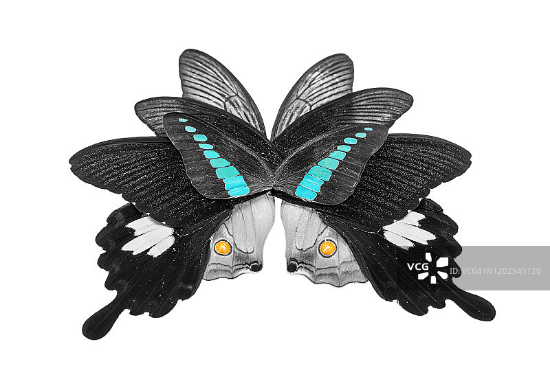 蝴蝶翅膀的艺术图片素材