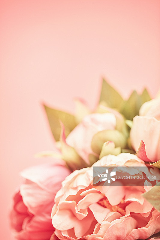 母亲节主题的牡丹花背景图片素材