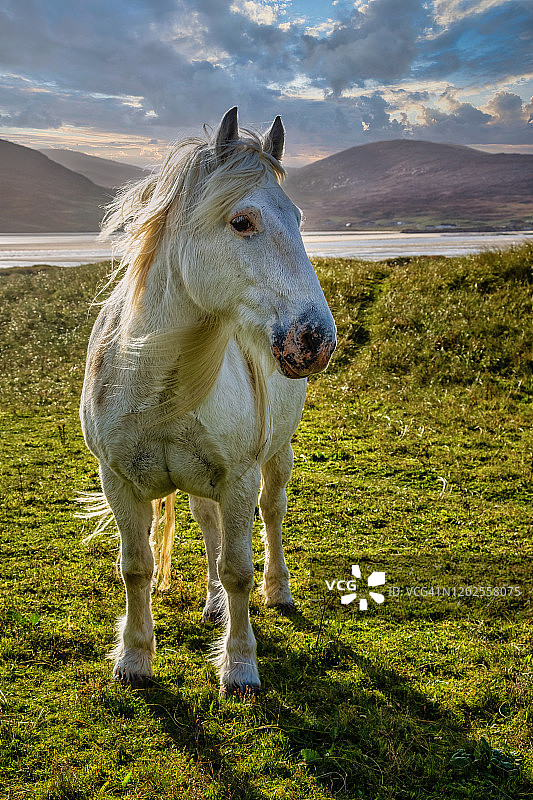 苏格兰哈里斯岛上的白色马匹图片素材
