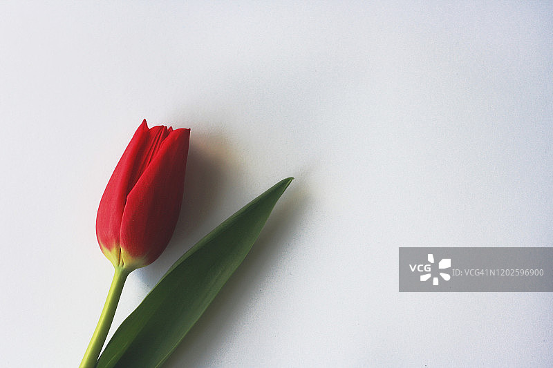 白色背景上的郁金香花朵图片素材