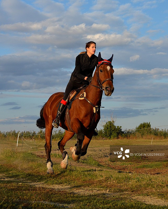 伦敦V种马奔驰图片素材