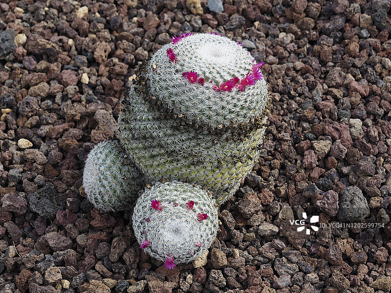特内里费岛居伊马尔的开花 Mammillaria 仙人掌图片素材