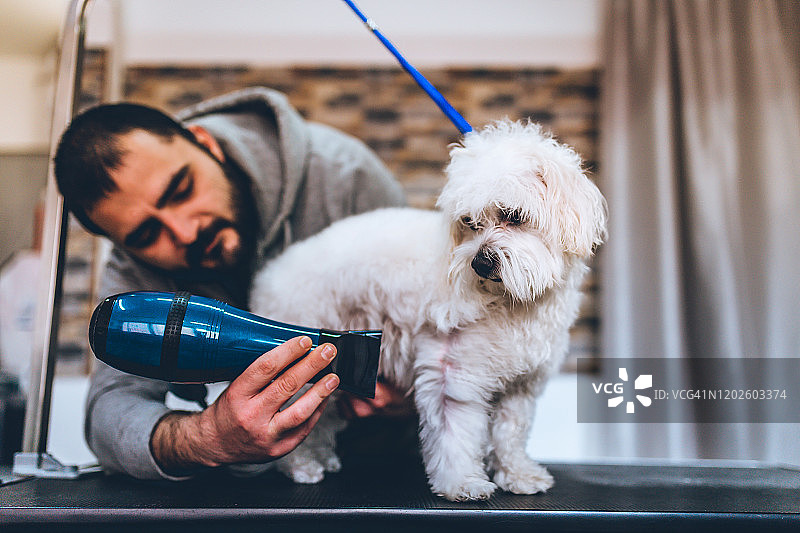 宠物美容店里的小狗图片素材