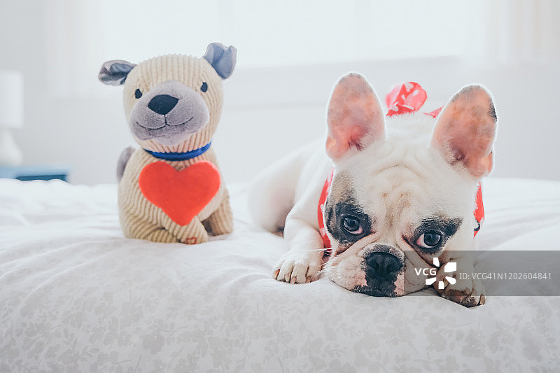 法国斗牛犬躺在床上，旁边是它的情人节礼物——哈巴狗毛绒玩具图片素材