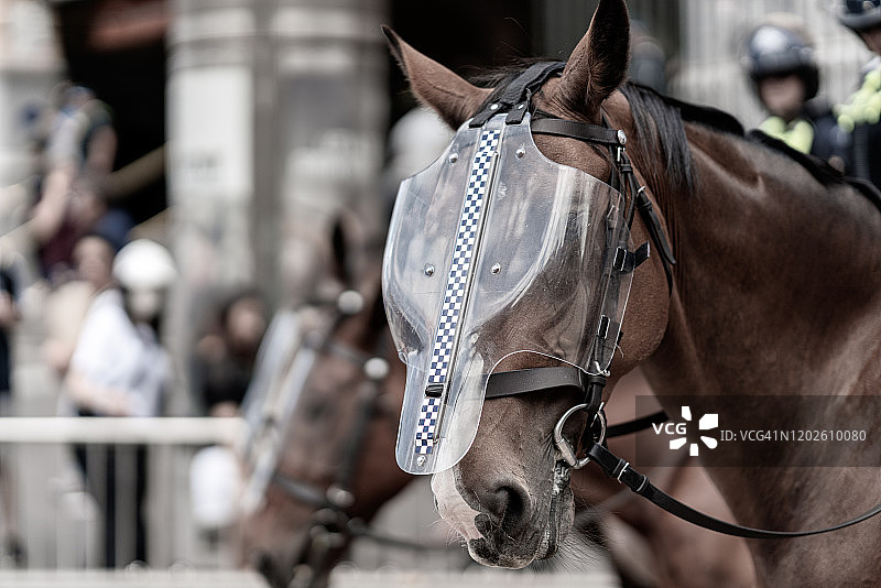 维多利亚州骑警分队图片素材