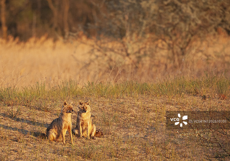 罗马尼亚在清晨阳光下的两只野生金胡狼图片素材