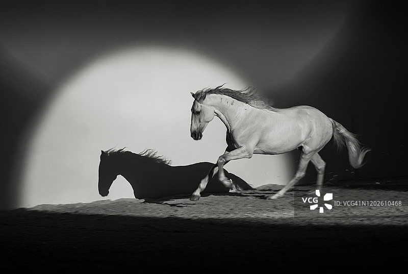 马匹展示图片素材