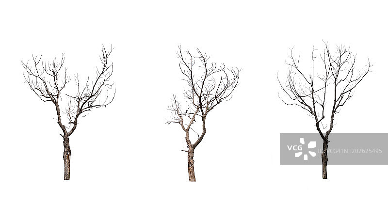 白色背景下的光秃秃的树图片素材