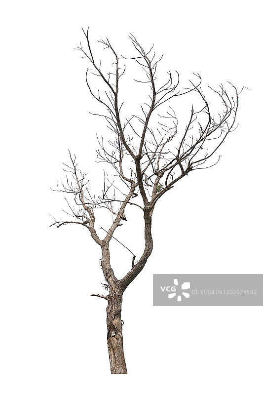白色背景下的裸树特写图片素材