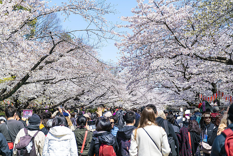日本东京上野公园的樱花图片素材