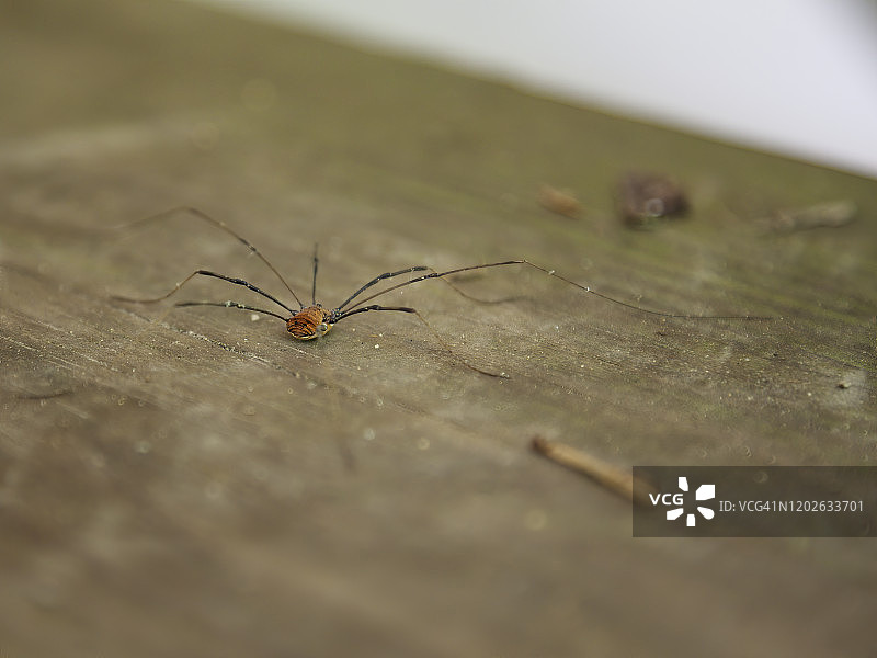 长腿幽灵蛛图片素材
