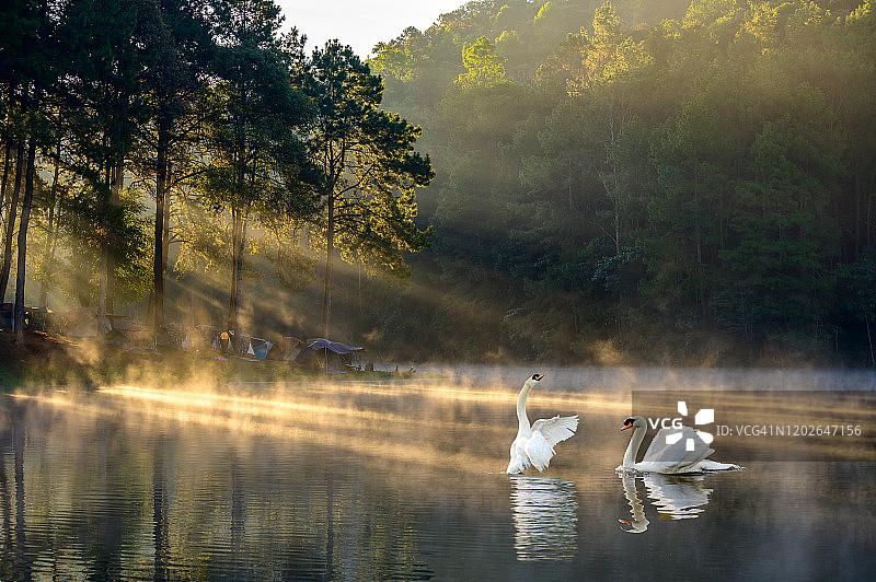 泰国夜丰颂府班翁的天鹅在漂浮于水面的雾气中游泳图片素材