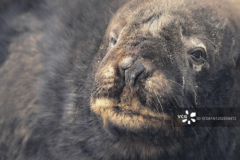 野生雄性新西兰海狮特写图片素材