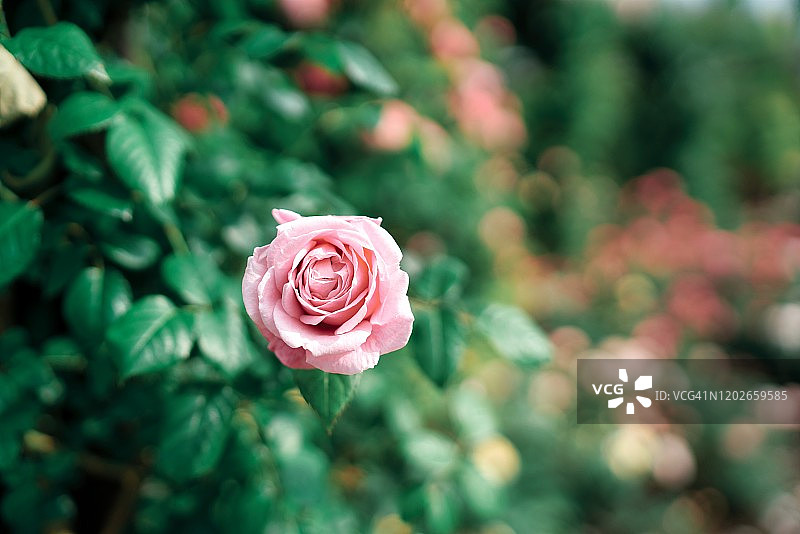 春天的草地图片素材