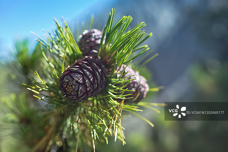 阿尔泰西伯利亚绿色树枝上的三个雪松球果图片素材
