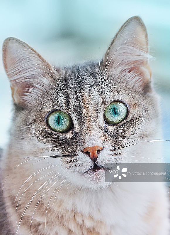 大绿眼睛的可爱猫特写图片素材