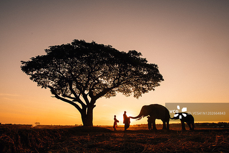 热带稻田清晨中行走的比丘和象群剪影图片素材