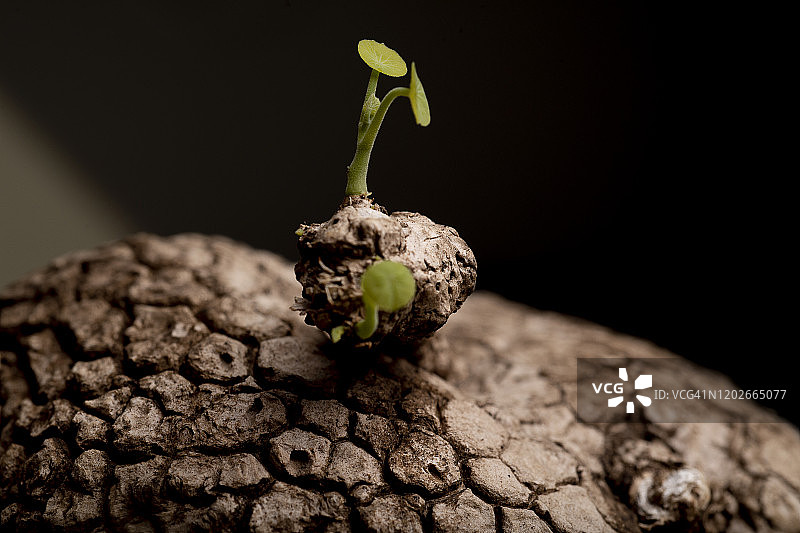 多肉植物顶部特写图片素材