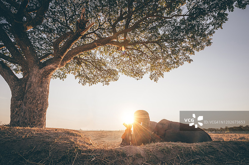 热带稻田清晨中行走的比丘和象群剪影图片素材