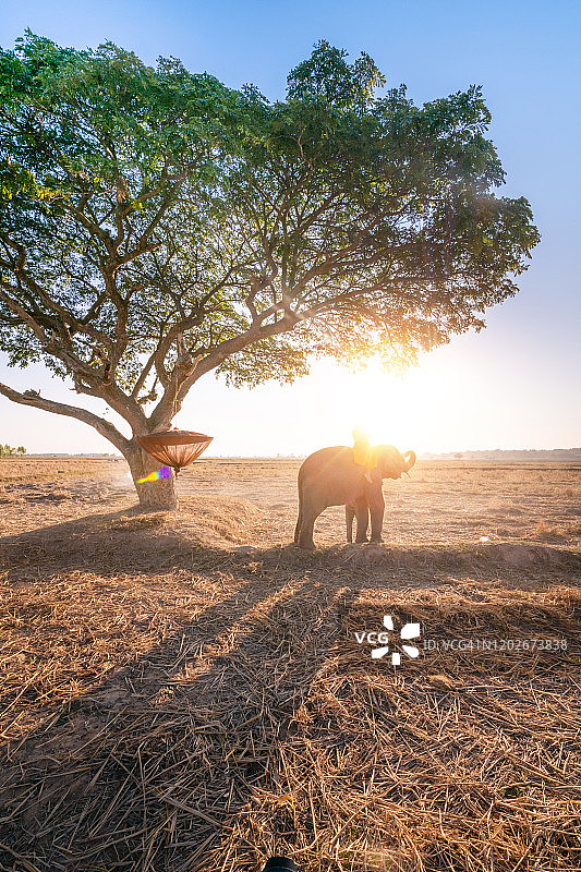 泰国清迈热带雨林稻田里行走的大象图片素材