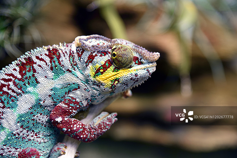 蓝宝石变色龙图片素材