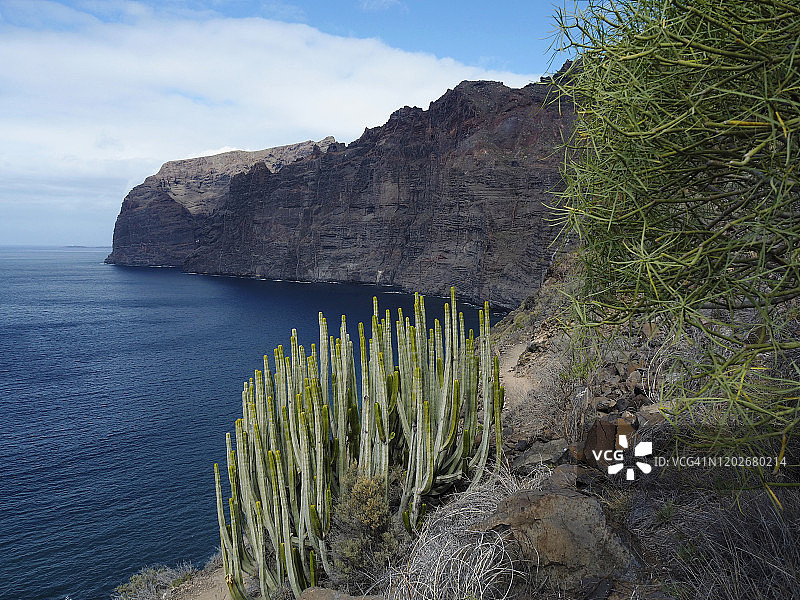 加那利海枣或大戟属植物，在特内里费岛洛斯吉甘特斯火山海岸线上的沙漠植物图片素材