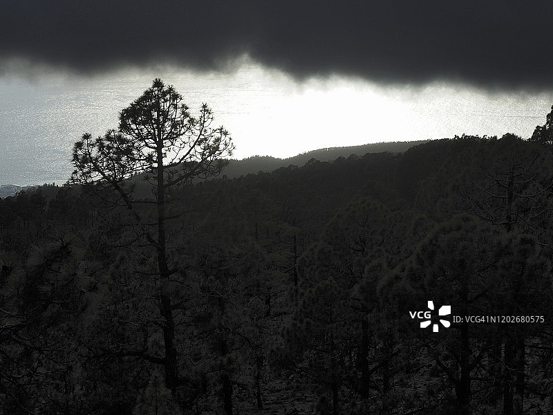 特内里费科罗纳森林自然公园的极端光线对比图片素材