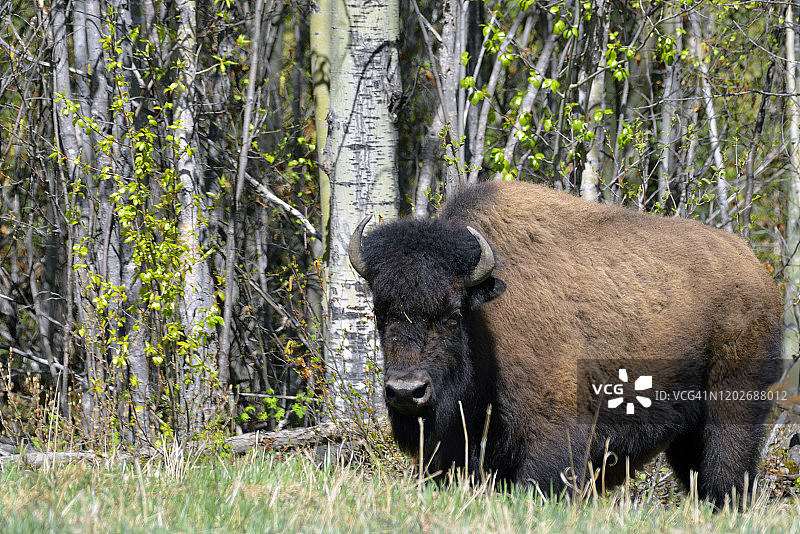 加拿大不列颠哥伦比亚省阿拉斯加97号公路475英里处的森林野牛图片素材
